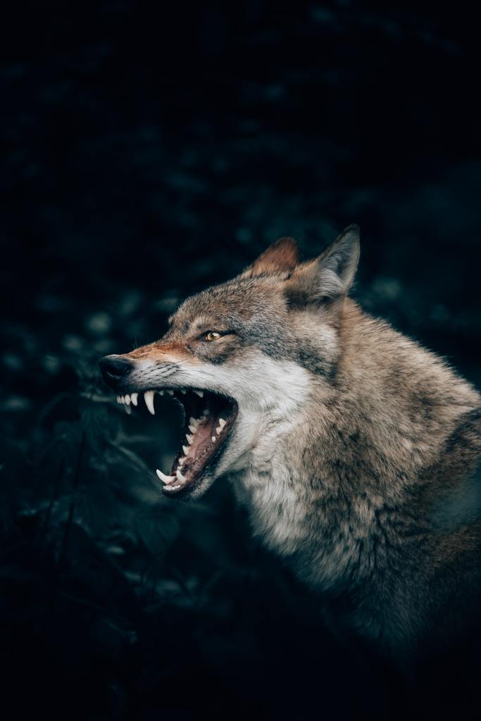 Photo of a snarling wolf by Philipp Pilz